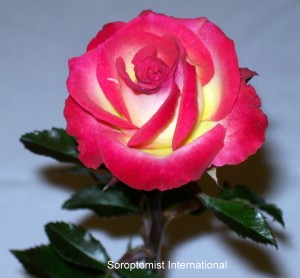 Soroptimist Rose